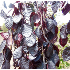 Бук лісовий Пурпл Фонтейн | Fagus silvatica Purple Fountain | Бук лесной Пурпл Фонтейн
