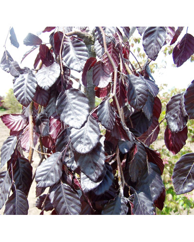 Бук лісовий Пурпл Фонтейн | Fagus silvatica Purple Fountain | Бук лесной Пурпл Фонтейн