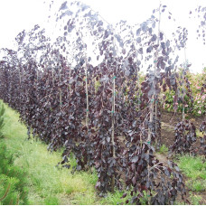 Бук лісовий Пурпл Фонтейн | Fagus silvatica Purple Fountain | Бук лесной Пурпл Фонтейн