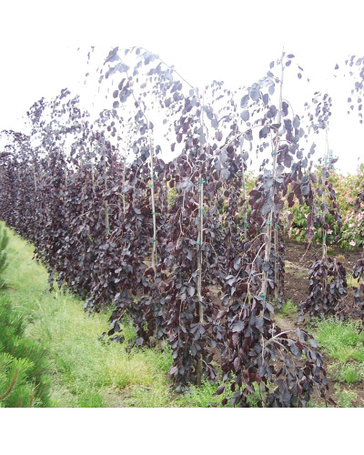 Бук лісовий Пурпл Фонтейн | Fagus silvatica Purple Fountain | Бук лесной Пурпл Фонтейн