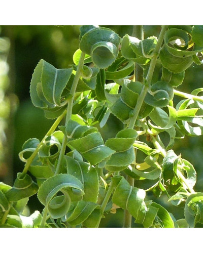 Верба вавилонська Кріспа | Salix babylonica Crispa | Ива вавилонская Криспа