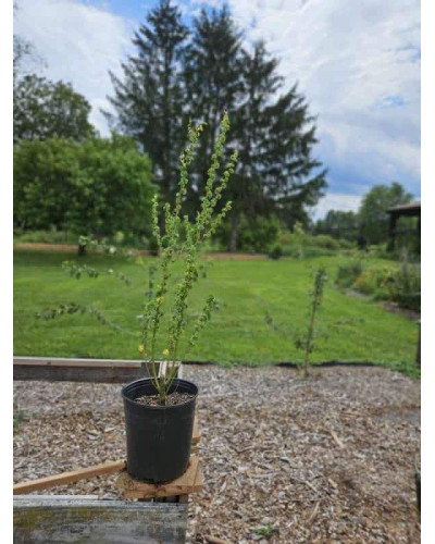 Верба вавилонська Кріспа | Salix babylonica Crispa | Ива вавилонская Криспа