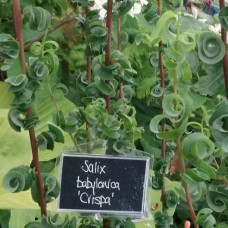 Верба вавилонська Кріспа | Salix babylonica Crispa | Ива вавилонская Криспа