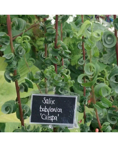Верба вавилонська Кріспа | Salix babylonica Crispa | Ива вавилонская Криспа