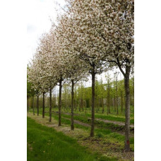Ірга деревовидна Робін Хілл | Ирга древовидная Робин Хилл | Amelanchier arborea Robin Hill