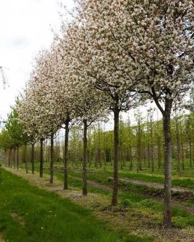 Ірга деревовидна Робін Хілл | Ирга древовидная Робин Хилл | Amelanchier arborea Robin Hill