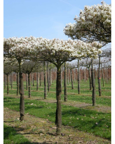 Ірга деревовидна Робін Хілл | Ирга древовидная Робин Хилл | Amelanchier arborea Robin Hill