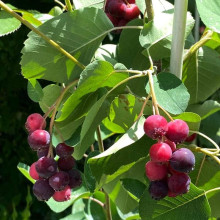 Ірга деревовидна Робін Хілл | Ирга древовидная Робин Хилл | Amelanchier arborea Robin Hill