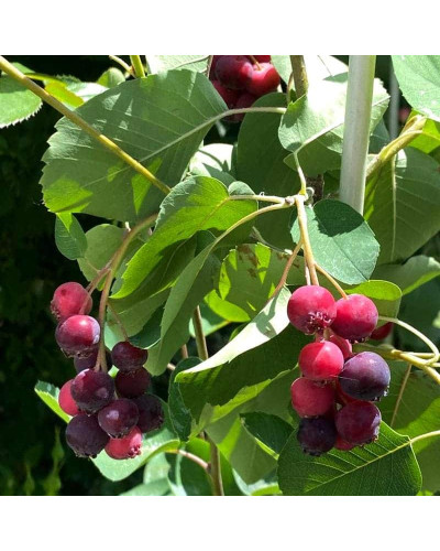 Ірга деревовидна Робін Хілл | Ирга древовидная Робин Хилл | Amelanchier arborea Robin Hill