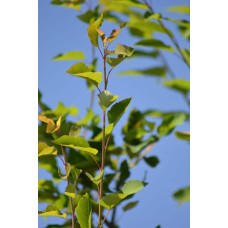 Ірга деревовидна Робін Хілл | Ирга древовидная Робин Хилл | Amelanchier arborea Robin Hill