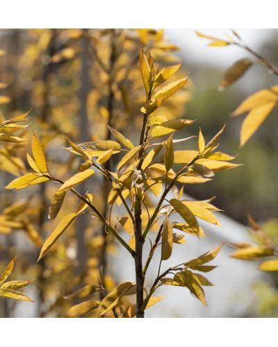 Ірга деревовидна Робін Хілл | Ирга древовидная Робин Хилл | Amelanchier arborea Robin Hill