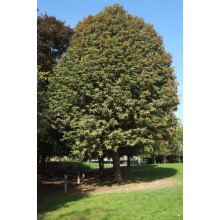 Горобина тюрингська | Рябина тюрингская | Sorbus thurigiaca