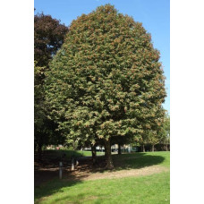 Горобина тюрингська | Рябина тюрингская | Sorbus thurigiaca