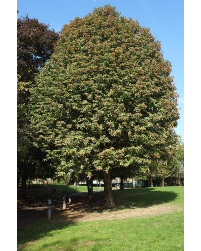 Горобина тюрингська | Рябина тюрингская | Sorbus thurigiaca