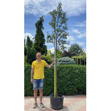 Горобина тюрингська | Рябина тюрингская | Sorbus thurigiaca