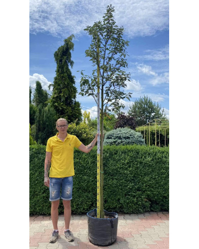 Горобина тюрингська | Рябина тюрингская | Sorbus thurigiaca