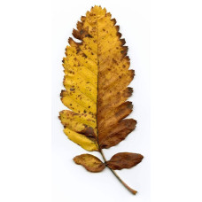 Горобина тюрингська | Рябина тюрингская | Sorbus thurigiaca