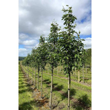 Горобина тюрингська | Рябина тюрингская | Sorbus thurigiaca