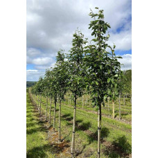 Горобина тюрингська | Рябина тюрингская | Sorbus thurigiaca