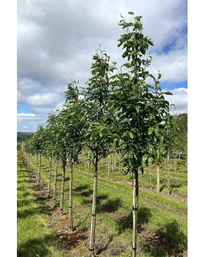 Горобина тюрингська | Рябина тюрингская | Sorbus thurigiaca