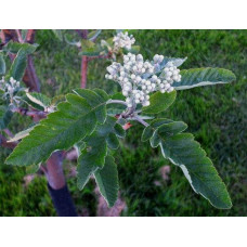 Горобина тюрингська | Рябина тюрингская | Sorbus thurigiaca