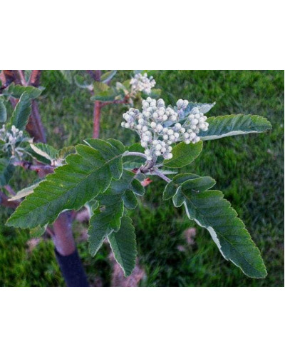 Горобина тюрингська | Рябина тюрингская | Sorbus thurigiaca
