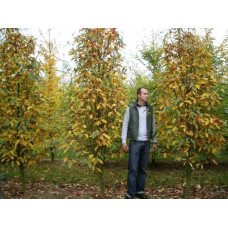 Горобина тюрингська | Рябина тюрингская | Sorbus thurigiaca