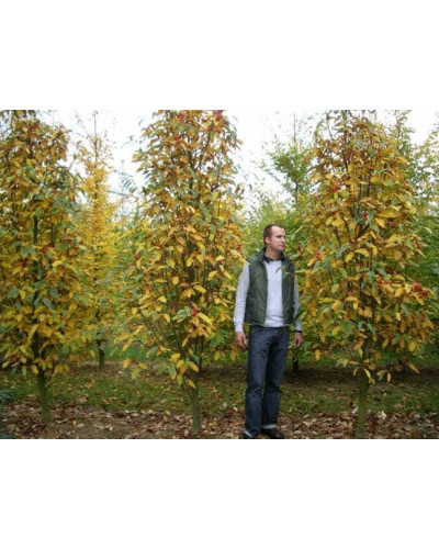 Горобина тюрингська | Рябина тюрингская | Sorbus thurigiaca