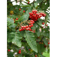 Горобина тюрингська | Рябина тюрингская | Sorbus thurigiaca
