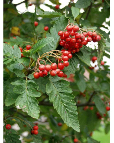 Горобина тюрингська | Рябина тюрингская | Sorbus thurigiaca