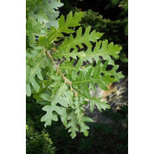 Дуб австрійський/турецький | Quercus cerris | Дуб австрийский/турецкий