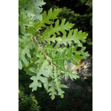 Дуб австрійський/турецький | Quercus cerris | Дуб австрийский/турецкий