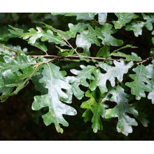 Дуб австрійський/турецький | Quercus cerris | Дуб австрийский/турецкий