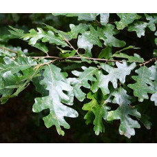 Дуб австрійський/турецький | Quercus cerris | Дуб австрийский/турецкий