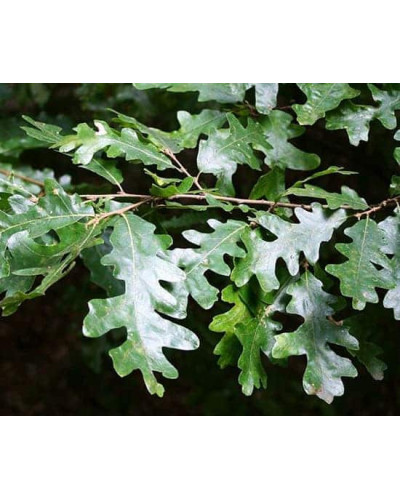 Дуб австрійський/турецький | Quercus cerris | Дуб австрийский/турецкий