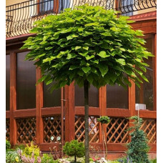 Катальпа бігнонієвидна Нана | Catalpa bignonioides Nana | Катальпа бигнониевидная Нана