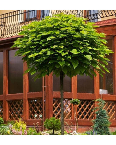 Катальпа бігнонієвидна Нана | Catalpa bignonioides Nana | Катальпа бигнониевидная Нана