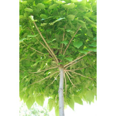 Катальпа бігнонієвидна Нана | Catalpa bignonioides Nana | Катальпа бигнониевидная Нана
