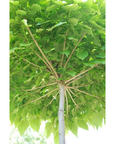 Катальпа бігнонієвидна Нана | Catalpa bignonioides Nana | Катальпа бигнониевидная Нана