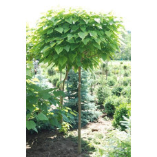 Катальпа бігнонієвидна Нана | Catalpa bignonioides Nana | Катальпа бигнониевидная Нана
