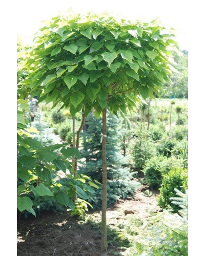 Катальпа бігнонієвидна Нана | Catalpa bignonioides Nana | Катальпа бигнониевидная Нана