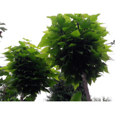 Катальпа бігнонієвидна Нана | Catalpa bignonioides Nana | Катальпа бигнониевидная Нана