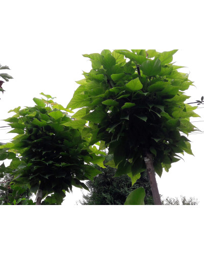 Катальпа бігнонієвидна Нана | Catalpa bignonioides Nana | Катальпа бигнониевидная Нана