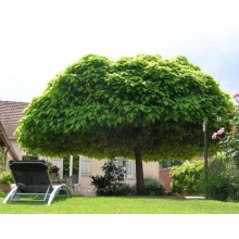 Катальпа бігнонієвидна Нана | Catalpa bignonioides Nana | Катальпа бигнониевидная Нана