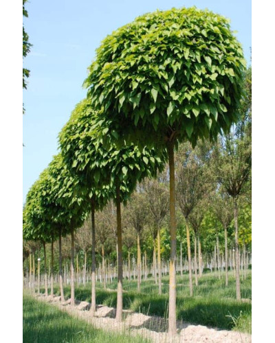 Катальпа бігнонієвидна Нана | Catalpa bignonioides Nana | Катальпа бигнониевидная Нана