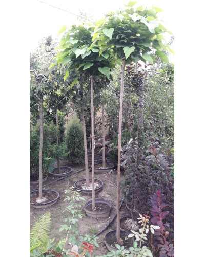 Катальпа бігнонієвидна Нана | Catalpa bignonioides Nana | Катальпа бигнониевидная Нана