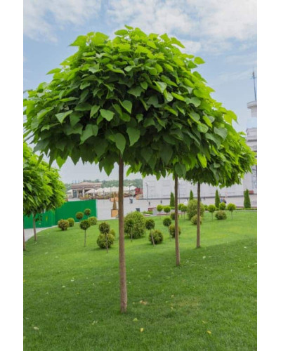 Катальпа бігнонієвидна Нана | Catalpa bignonioides Nana | Катальпа бигнониевидная Нана