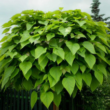 Катальпа бігнонієвидна Нана | Catalpa bignonioides Nana | Катальпа бигнониевидная Нана