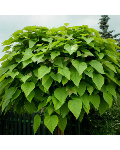 Катальпа бігнонієвидна Нана | Catalpa bignonioides Nana | Катальпа бигнониевидная Нана