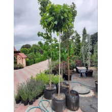 Катальпа бігнонієвидна Нана | Catalpa bignonioides Nana | Катальпа бигнониевидная Нана